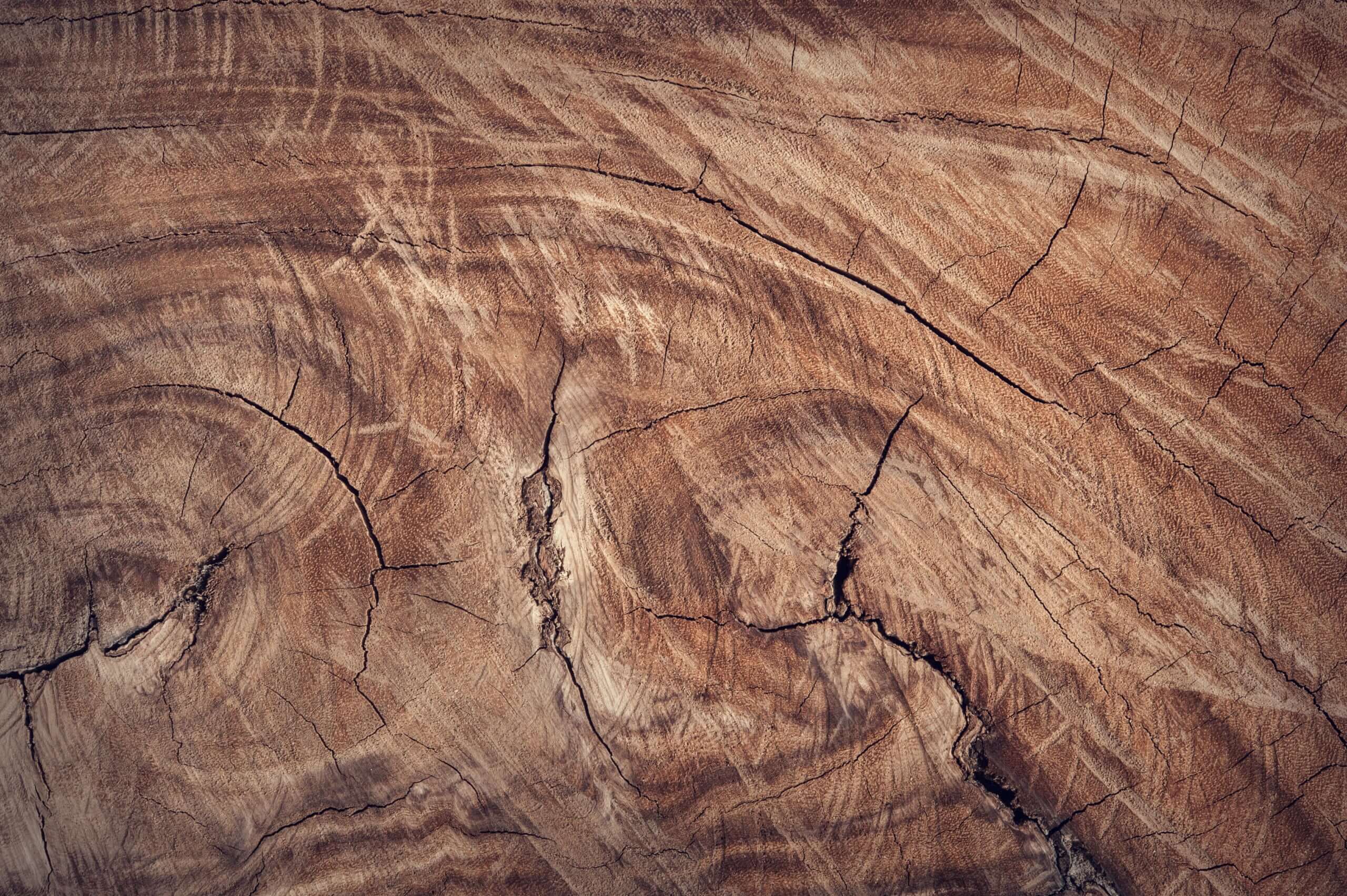 Voyage au pays des essences de bois : les différents types de bois pour le mobilier