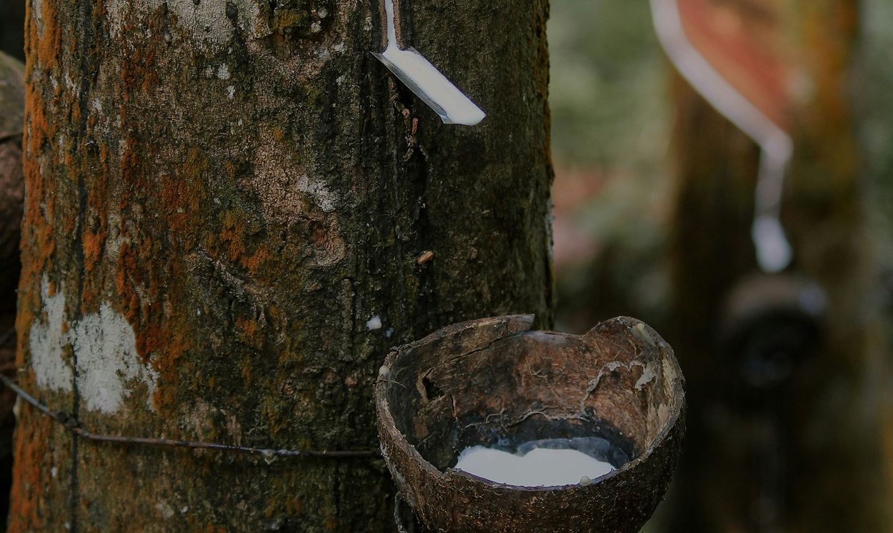 Collecte du latex naturel d’un hévéa, s’écoulant dans une coupelle fixée au tronc.