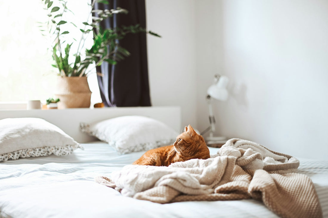 Comment bien procéder à la désinfection d'un matelas