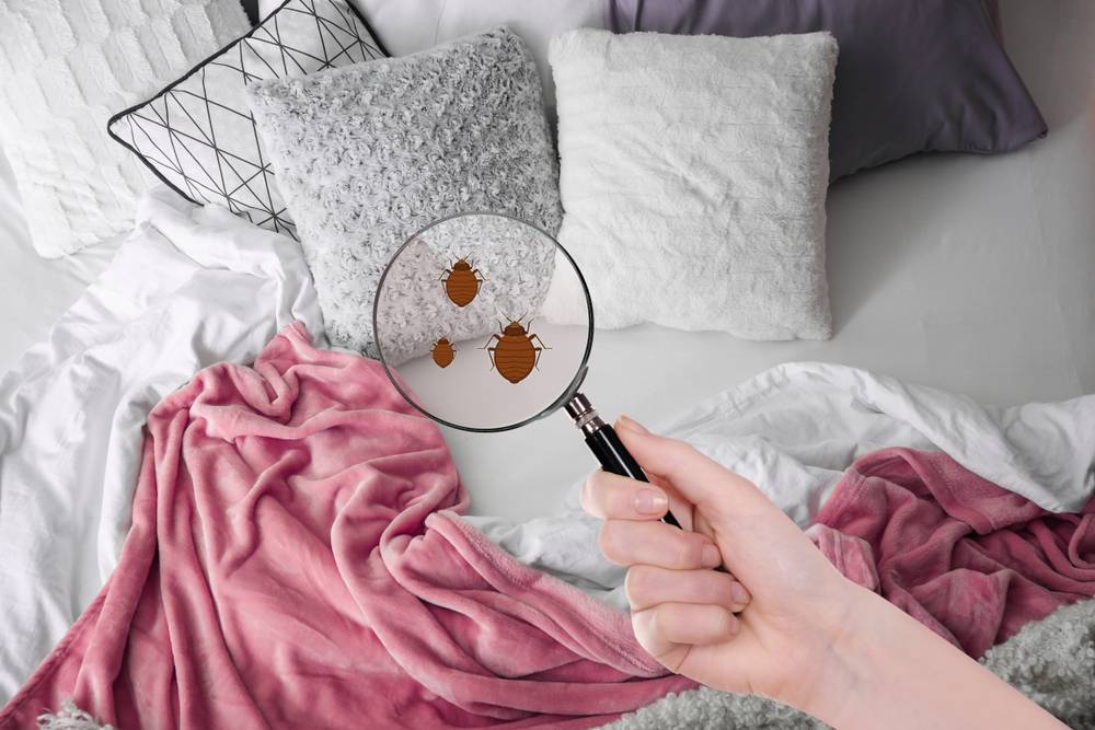 Nos astuces pour éradiquer les punaises de lit